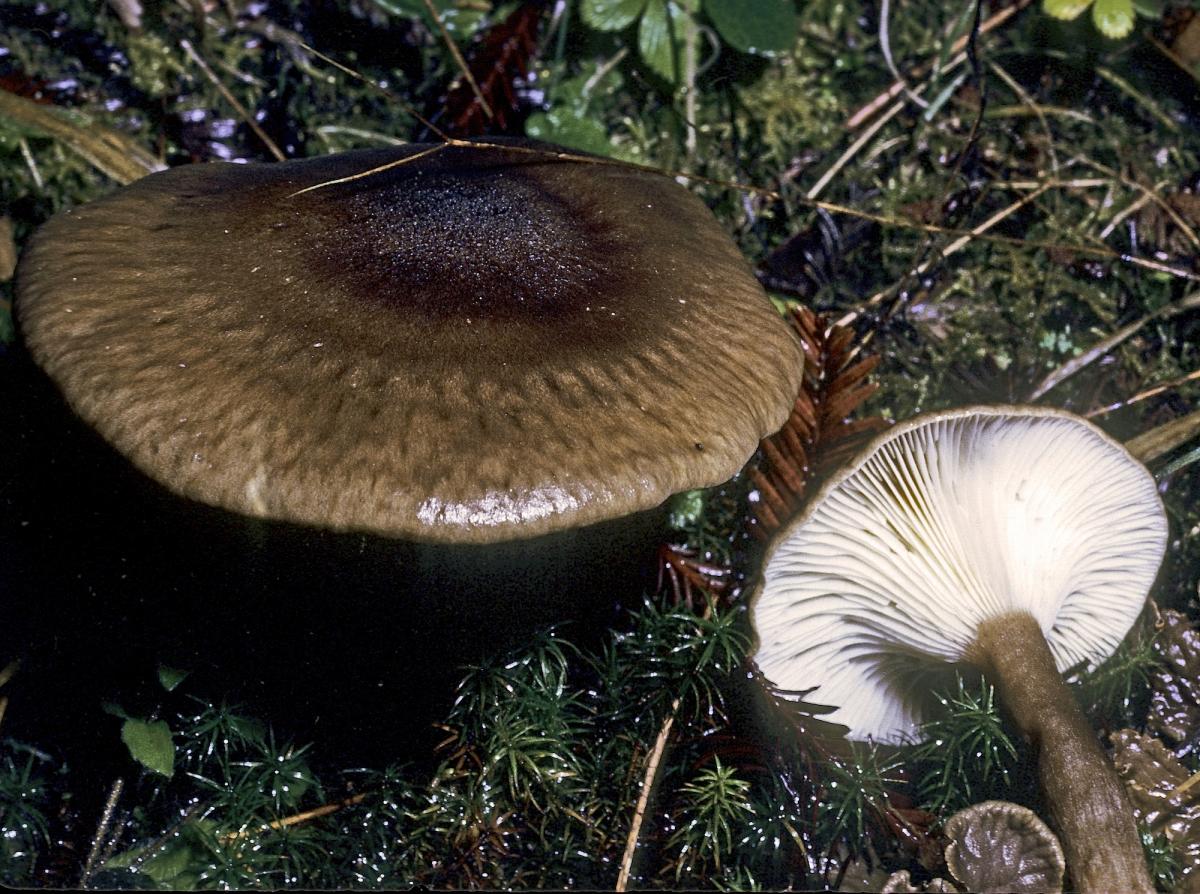 Ampulloclitocybe avellaneoalba image