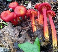 Media resource of Hygrocybe appalachiensis