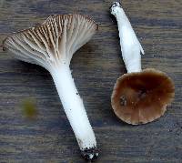 Media resource of Hygrocybe colemanniana