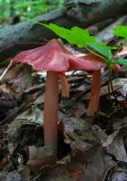 Media resource of Hygrocybe calyptriformis
