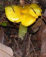Media resource of Hygrocybe chlorophana