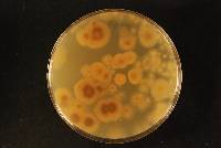 Neotyphodium lolii image