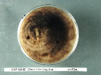 Glomerella cingulata image