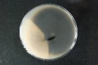 Glomerella graminicola image