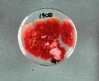 Gibberella zeae image