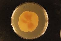 Chaetomella raphigera image