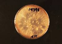 Botrytis cinerea image