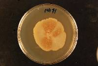 Media resource of Chaetomella raphigera