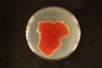 Gibberella zeae image