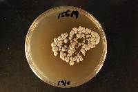 Chlorociboria aeruginascens image