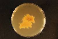 Media resource of Favolaschia minima