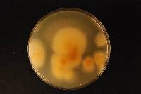 Fomitopsis maire image