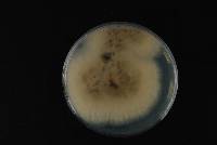 Glomerella cingulata image