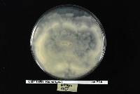 Calocera cornea image