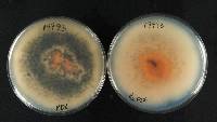 Glomerella cingulata image