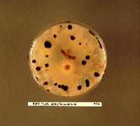 Botrytis cinerea image