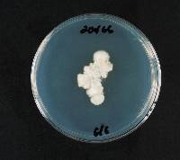 Media resource of Dacrymyces microsporus