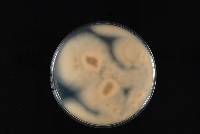 Acremonium cucurbitacearum image