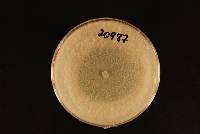 Media resource of Trichoderma koningiopsis