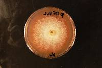 Media resource of Hypoxylon fendleri
