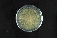 Mucor hiemalis image