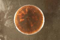 Annulohypoxylon leptascum image