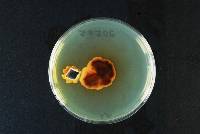 Dacrymyces stillatus image