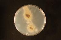 Botrytis cinerea image