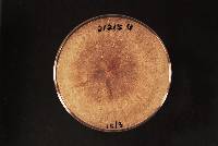 Thanatephorus cucumeris image