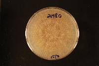 Thanatephorus cucumeris image