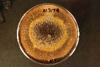 Epicoccum nigrum image