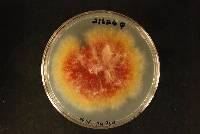 Gibberella zeae image