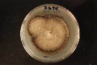 Cercospora beticola image