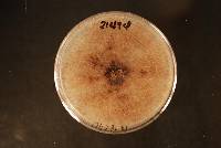 Thanatephorus cucumeris image