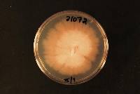 Cyclaneusma minus image