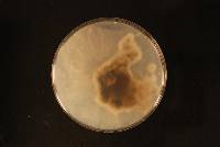 Botrytis cinerea image