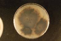 Stemphylium botryosum image