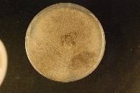 Stemphylium botryosum image