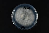 Agaricus bisporus image