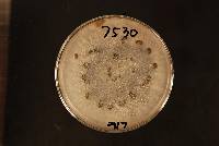 Botrytis cinerea image