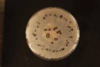 Botrytis cinerea image