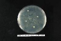 Botrytis cinerea image