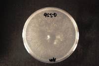 Heterobasidion annosum image