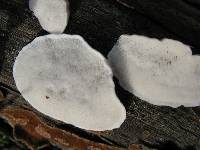 Postia caesia image