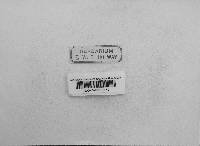 Leptostroma hypophyllum image