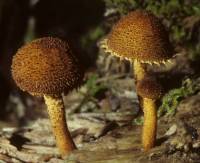 Media resource of Flammulaster erinaceellus
