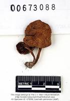 Inocybe dulcamara image