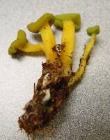Leotia lubrica image