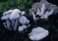 Media resource of Lyophyllum connatum