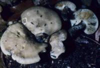 Lyophyllum fuligineum image